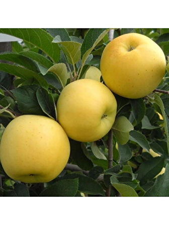 Golden Elma Fidanı Aşılı ( Açık Köklü \ 80-100 Cm )