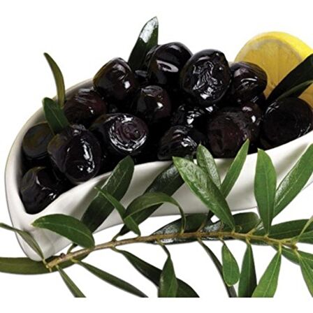10 adet 2 Yaş Gemlik Trilye Sofralık Zeytin Fidanı Paketi