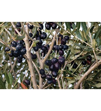 3 Adet Gemlik Zeytin Fidanı (2 Yaş / 120 cm Boyda / Tüplü)