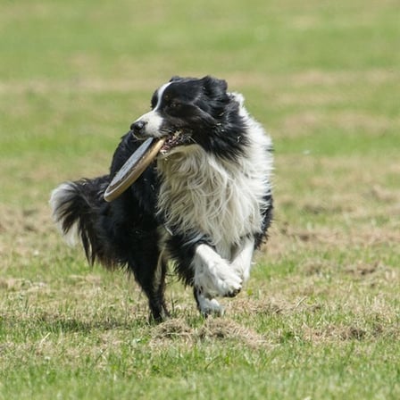 Hem  Eğitici Ve Hem Eğlenceli Yuvarlak Hafif Ağırlıklı Köpek Frizbi Oyuncağı (5332)