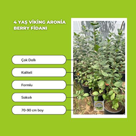 4 Yaş Viking Aronia Berry Fidanı