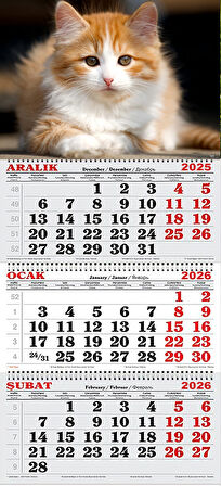 2026 Yılı Gemici Takvimi-Cymric Cins Kedi