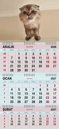 2027 Yılı Gemici Takvimi-Scottish Fold Yavru Kedi