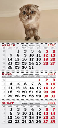 2027 Yılı Gemici Takvimi-Scottish Fold Yavru Kedi