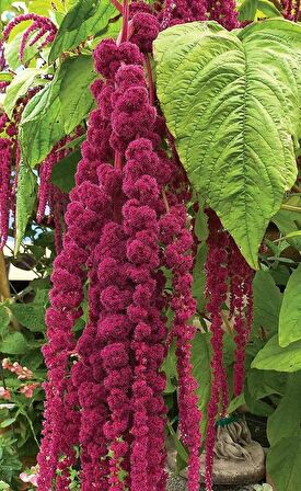 Sarkan Horoz İbiği 100 Adet (Mor Kırmızı Renk) Amaranthus caudatus?