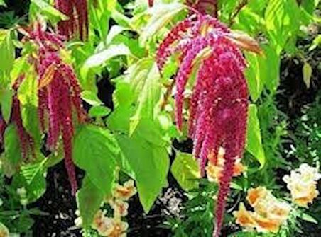 Sarkan Horoz İbiği 100 Adet (Mor Kırmızı Renk) Amaranthus caudatus?