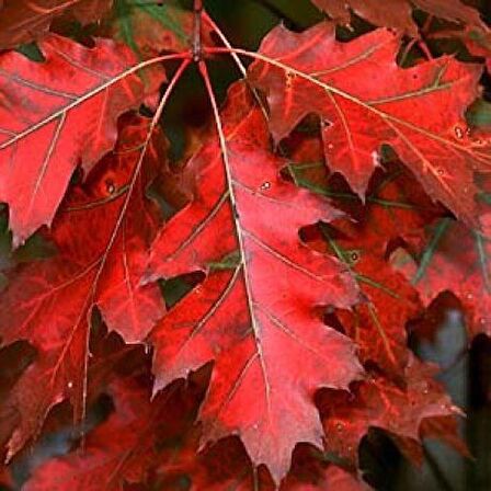 30 50 cm boylarında Kırmızı Amerikan Meşesi Quercus rubra