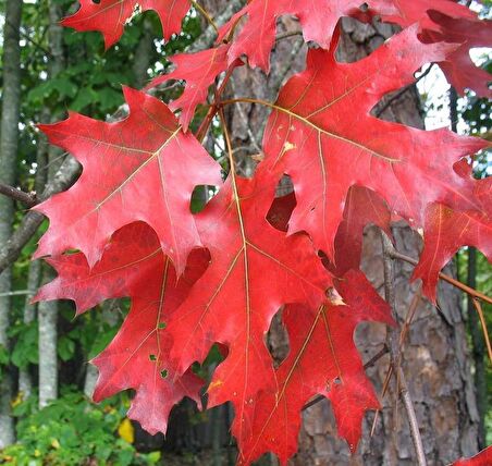 30 50 cm boylarında Kırmızı Amerikan Meşesi Quercus rubra