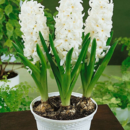 Yoğun Kokulu Beyaz  White Pearl Sümbül Soğanı (3 adet)