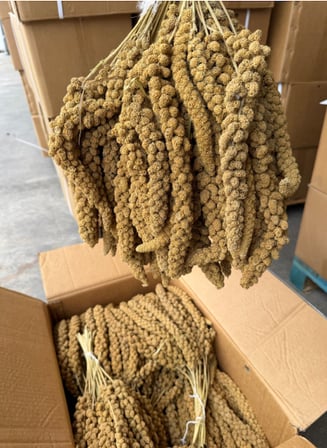 HOBİBAHÇEM Kızıl Dal Darı 1 kg HB006