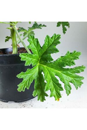 Itır Bitkisi Gül Kokulu Pelargonium Graveolens 10-20 Cm