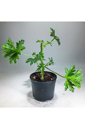 Itır Bitkisi Gül Kokulu Pelargonium Graveolens 10-20 Cm