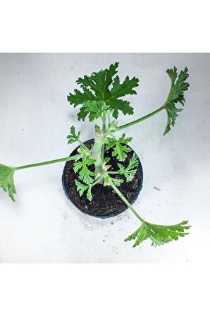 Itır Bitkisi Gül Kokulu Pelargonium Graveolens 10-20 Cm