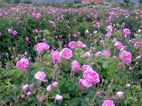 Tüplü Reçellik Kokulu Pembe Isparta Gülü Fidanı 15-25 Cm 