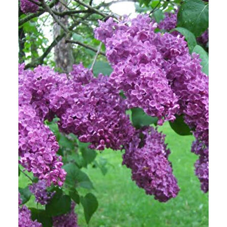 Leylak Fidanı 40-60 cm