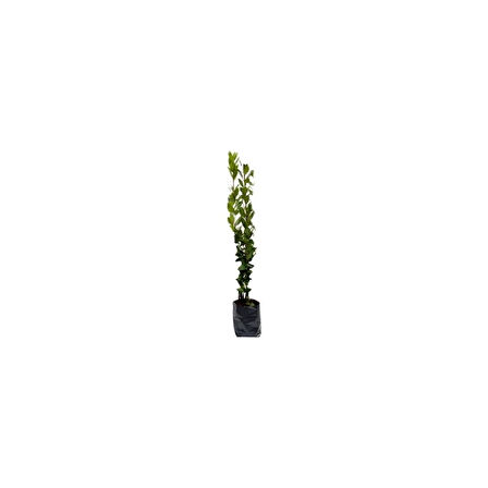 Laurus nobilis Defne Fidanı 20-40 cm
