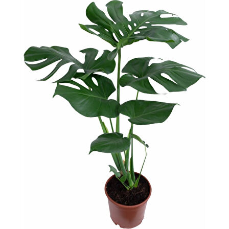 Monstera Deliciosa Deve Tabanı Çiçeği 30-50 cm