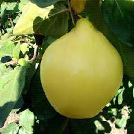 Sulu Eşme Ayva Fidanı Açık Kök 40-80 cm