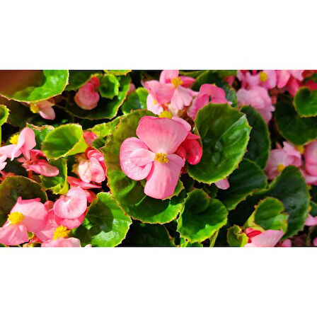 Pembe Şeker Begonya Çiçeği Fidanı Saksılı 10-20 cm