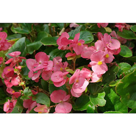 Pembe Şeker Begonya Çiçeği Fidanı Saksılı 10-20 cm