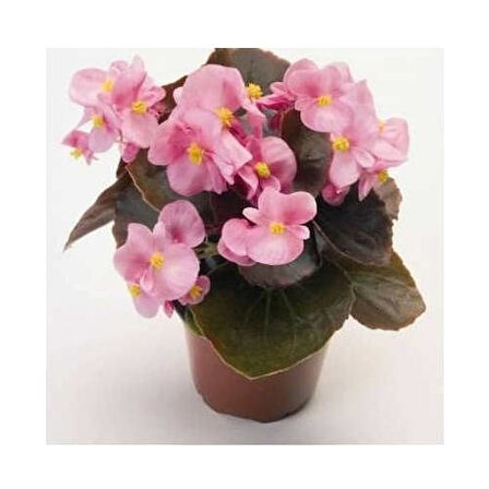 Begonya Çiçeği Fidesi 10-20 cm Pembe Renk 