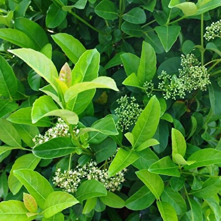 Tüplü Viburnum Lucido Kartopu Çiçeği Fidanı 30-50 cm