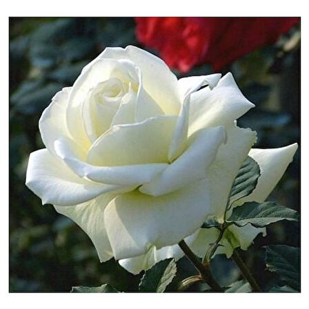 White Rose Sapling Beyaz Gül Fidanı Saksıda 15-25 cm