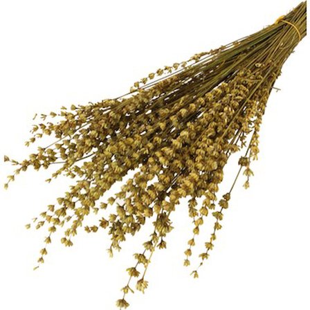 Mandalina sarısı Şoklanmış Dökülmeyen Lavanta Demeti 100 gr Hardal