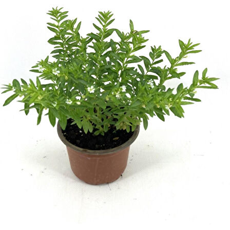 Kufeya Fidanı Beyaz Çiçekli 20-25 cm