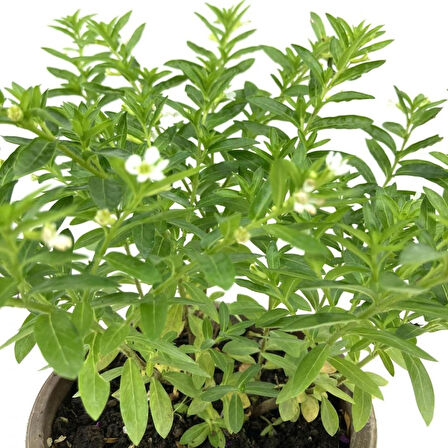 Kufeya Fidanı Beyaz Çiçekli 20-25 cm