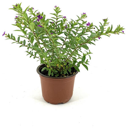 Mor Çiçekli 15-25 cm Kufeya Fidanı