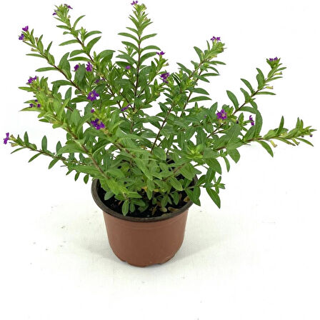 Mor Çiçekli 15-25 cm Kufeya Fidanı