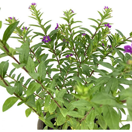 Mor Çiçekli 15-25 cm Kufeya Fidanı