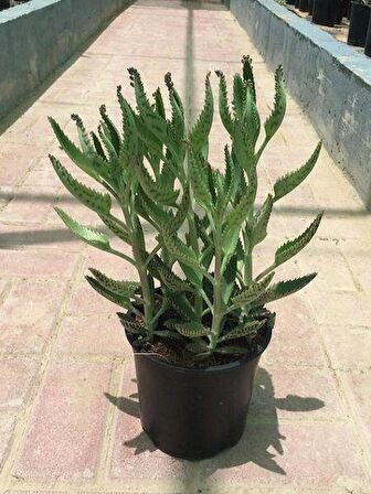 Aşkın Gözyaşları Çiçeği 15-25 Cm Kalanchoe Daigremontiana Echeveria