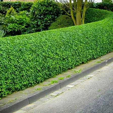 Kurtbağrı Ligustrum Bahçe Çit Set Fidanı 10-20 cm
