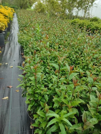 Kurtbağrı Ligustrum Bahçe Çit Set Fidanı 10-20 cm
