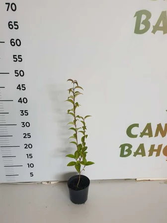 Kurtbağrı Ligustrum Bahçe Çit Set Fidanı 10-20 cm