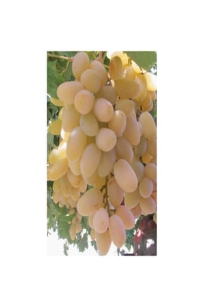 Süperior Üzüm Fidanı 10-20 cm