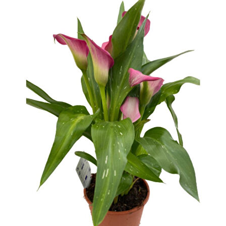 Gala Gelin Çiçeği Pembe 15-25 cm