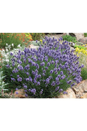 Lavanta Fidanı 2 Adet 30-40 Cm 
