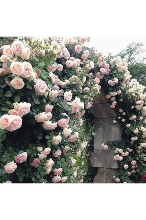 Pembe Yediveren Sarmaşık Ponpon Gül Fidanı 10-20 Cm