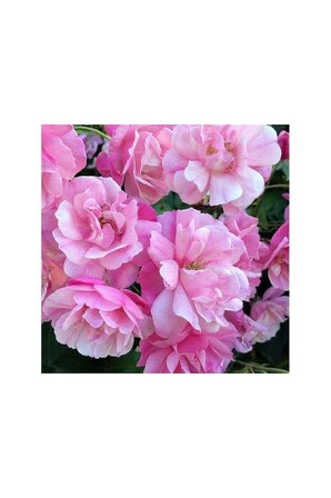 Pembe Yediveren Sarmaşık Ponpon Gül Fidanı 10-20 Cm