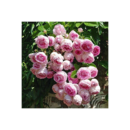 Pembe Beyaz Yediveren Sarmaşık Ponpon Gül Fidanı 15-25 Cm