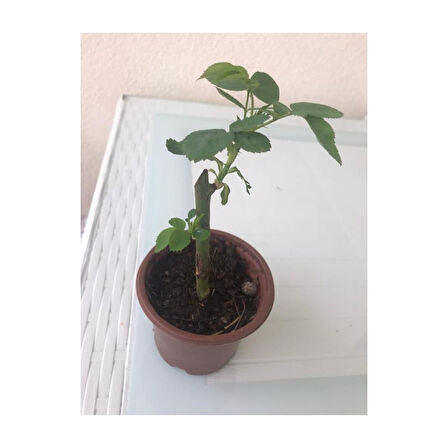 Pembe Beyaz Yediveren Sarmaşık Ponpon Gül Fidanı 15-25 Cm