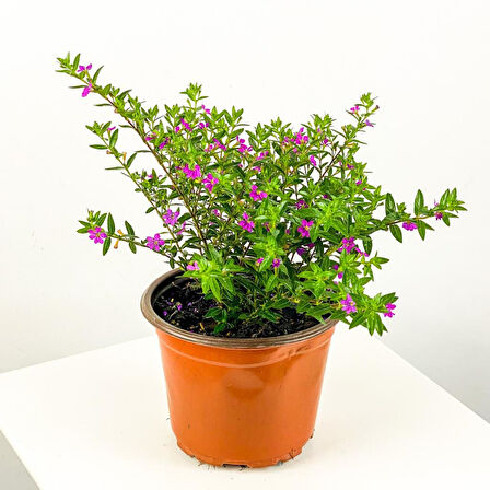 10-20 cm Kufeya Cennet Çiçeği Fidanı 