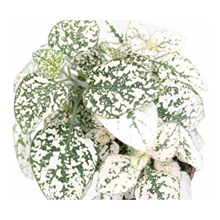 Hostes Beyaz Yeşil Çilli Yaprak Çiçeği Hipoestes Phyllostachya 