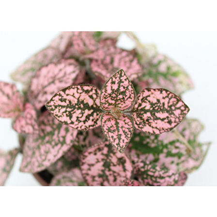 Pembe Çilli Yaprak Çiçeği Hostes Çiçeği Hipoestes Phyllostachya 10-20 Cm
