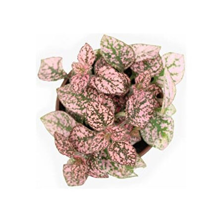Pembe Çilli Yaprak Çiçeği Hostes Çiçeği Hipoestes Phyllostachya 10-20 Cm