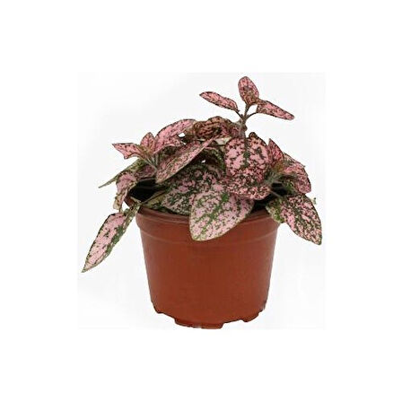 Pembe Çilli Yaprak Çiçeği Hostes Çiçeği Hipoestes Phyllostachya 10-20 Cm