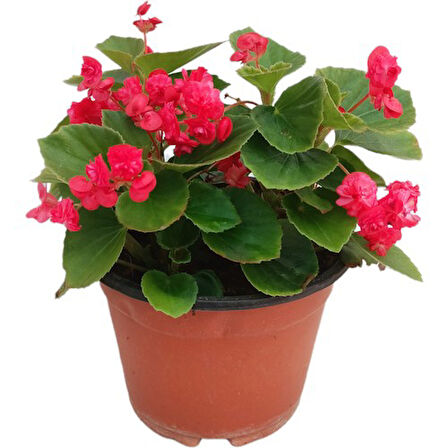 Begonia (Begonya Çiçeği) Fuşya 10-20 cm 